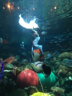 26112444_10159831925035597_7491365602864655172_n